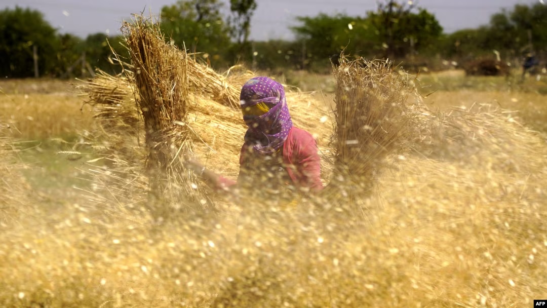 Cover image for They Kept the Husk and Threw the Kernel Away